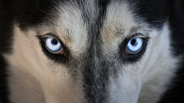 11 Facts About Huskies