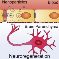 Nanoparticle-Mediated Brain Drug Delivery: Overcoming Blood–Brain Barrier  To Treat Neurodegenerative Diseases - Sciencedirect