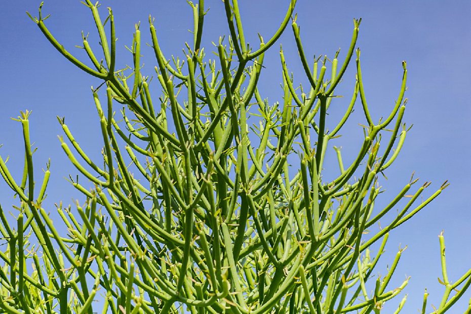 Pencil Cactus (Euphorbia Tirucalli) Flower, Leaf, Care, Uses - Picturethis
