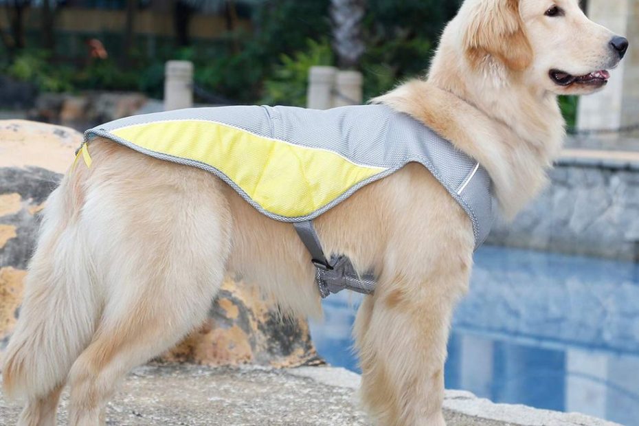 6 Ways To Keep Dogs Cool In Summer
