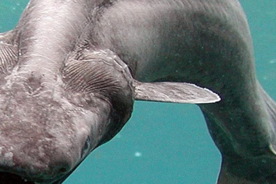 Deep-Sea Creatures Photos