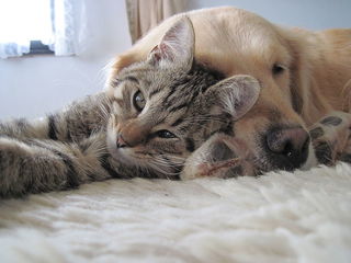 How Well Do Dogs And Cats Really Get Along? | Psychology Today