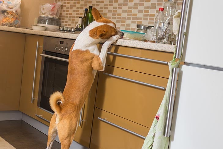 How To Get Your Dog To Stop Counter-Surfing For Food