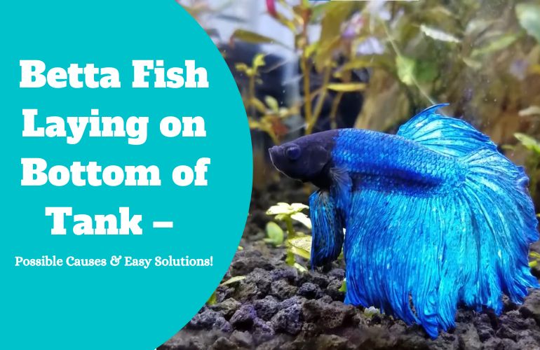 Betta Fish Laying On Bottom Of Tank - All Reasons Explained