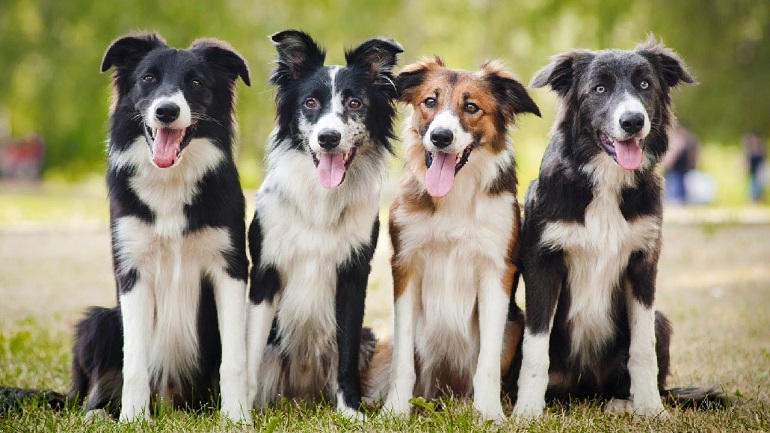 Border Collie | Your Intelligent, Affectionate Friend