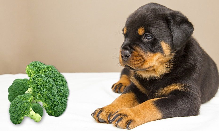 Can Dogs Eat Broccoli? How Safe Is It For Them? - Petmoo