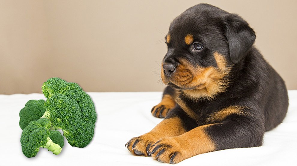 Can Dogs Eat Broccoli? How Safe Is It For Them? - Petmoo