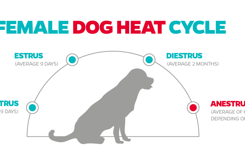 when-do-dogs-stop-having-periods-understanding-canine-reproductive-changes