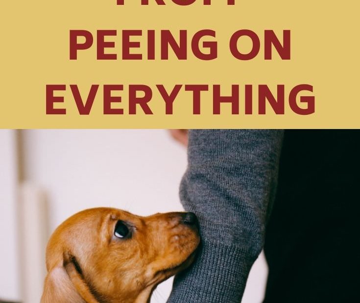 How To Stop A Male Dachshund From Peeing On Everything - For My Dachshund