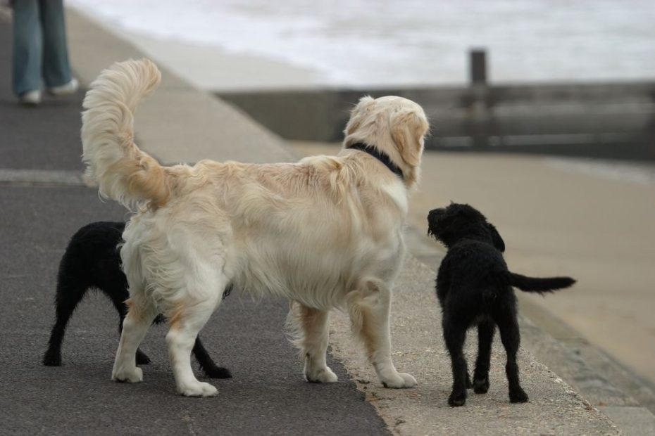 Why Do Dogs Wag Their Tails? | Live Science