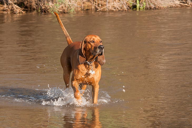 Redbone Coonhound Dog Breed Information