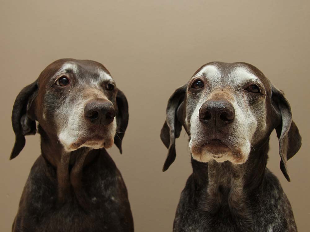 Old Dog” Vestibular Disease - Symptoms, Treatment, & Care · The Wildest
