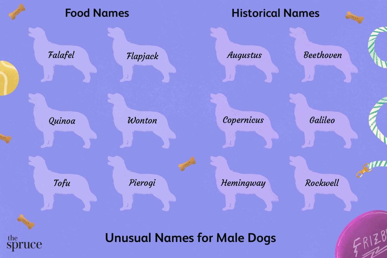 is-taco-a-common-dog-name