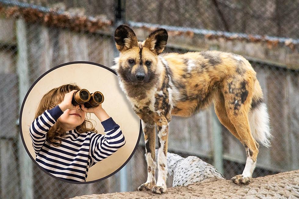 Join The Fun! Utica Zoo Ready To Host 3Rd Annual Painted Dog Day