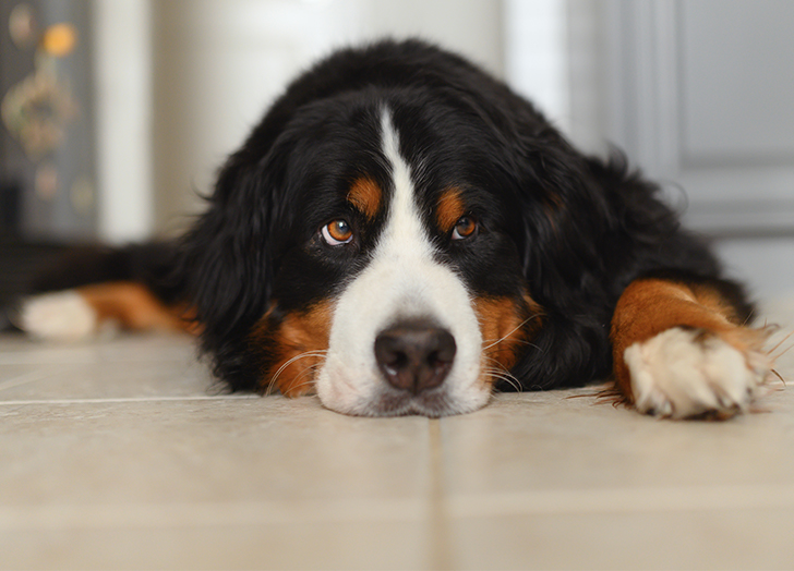 21 Calm Dog Breeds To Keep You Company - Purewow