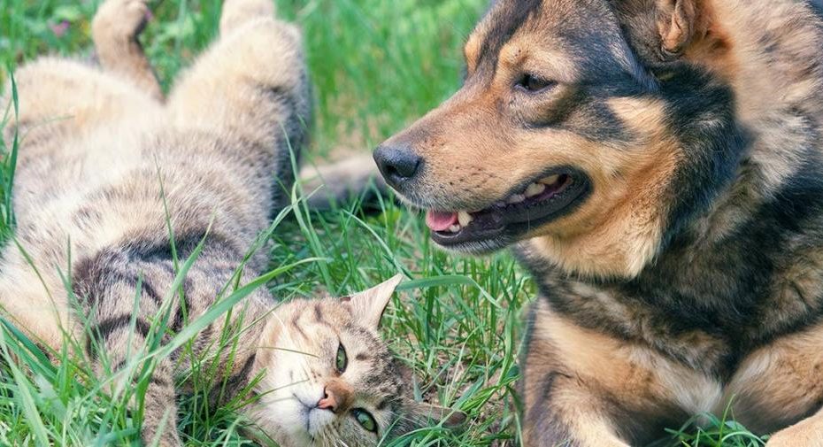 Can Dogs Get Sick From Eating Cat Poop?