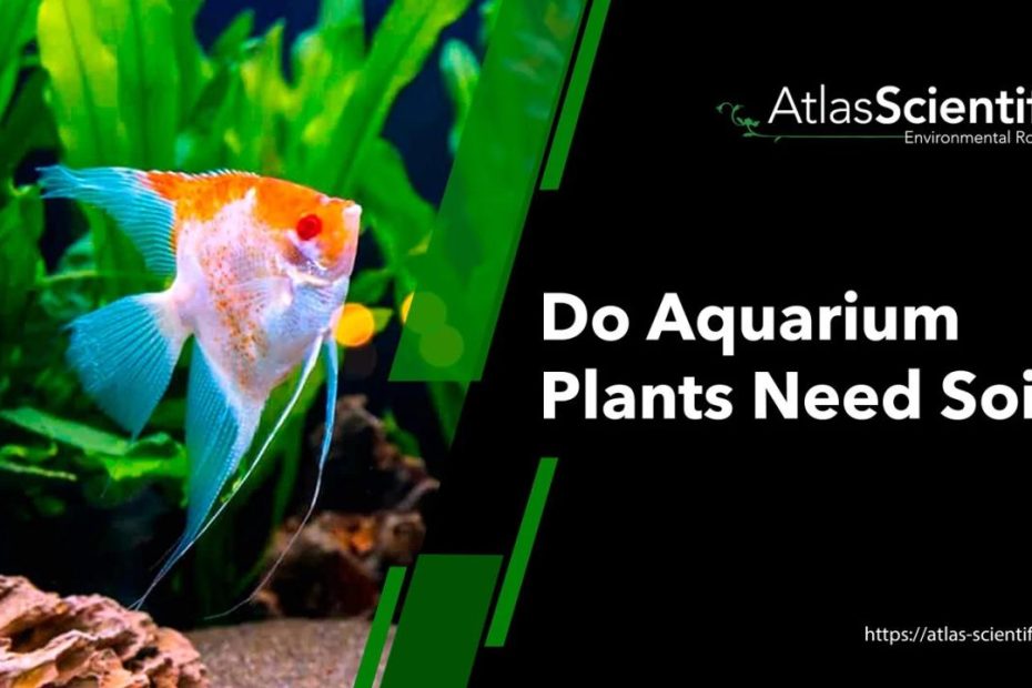 Do Aquarium Plants Need Soil? | Atlas Scientific