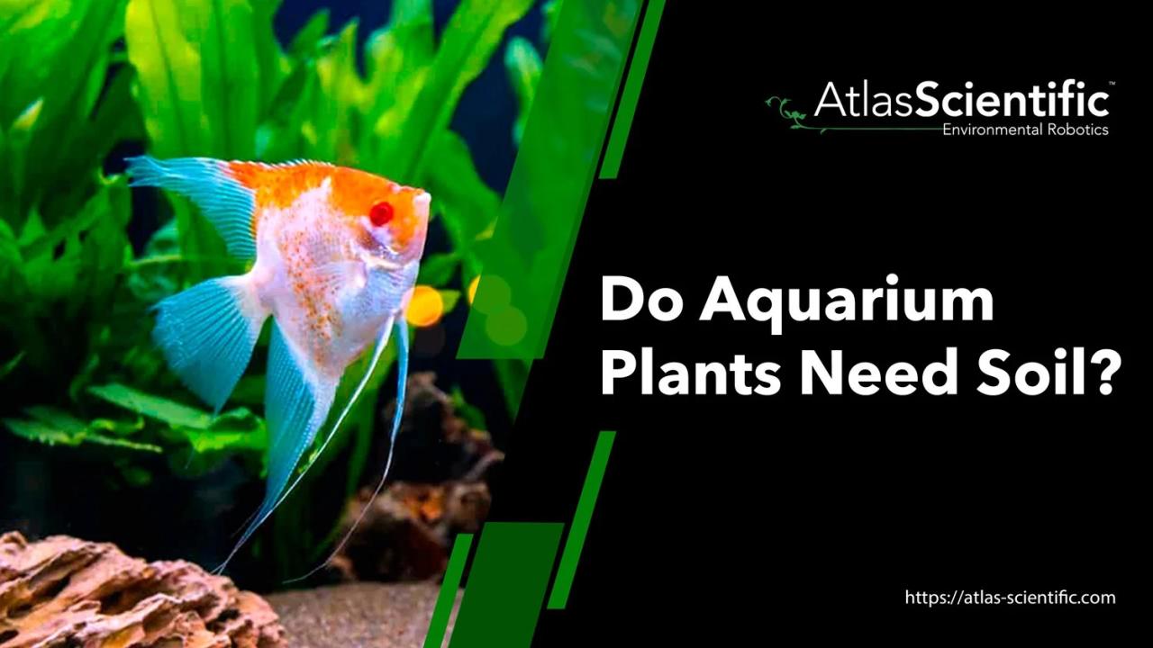 Do Aquarium Plants Need Soil? | Atlas Scientific