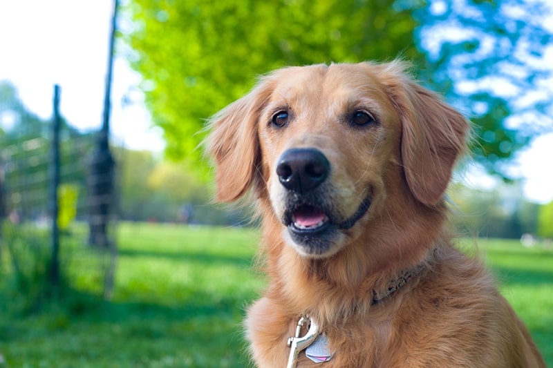 Golden Retrievers: What To Know Before Adopting | Aspca Pet Health Insurance