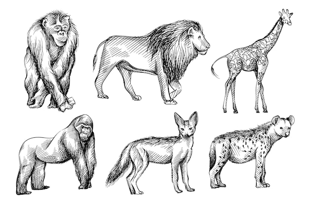 Premium Vector | Hand-Drawn Black And White Sketch Set Of Wild Animals From  Africa.