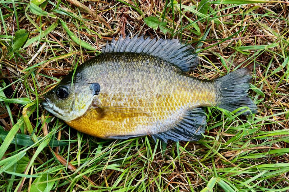 How To Catch Bluegill | Meateater Fishing