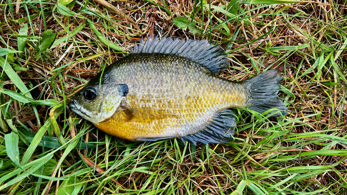 How To Catch Bluegill | Meateater Fishing