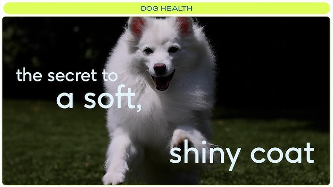 How To Make My Dog'S Coat Shiny - Youtube