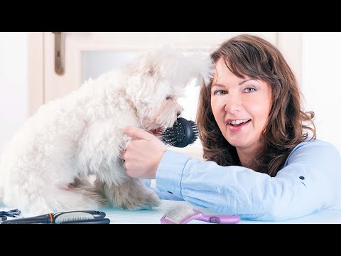 How Much to Tip a Dog Groomer and Why You Should