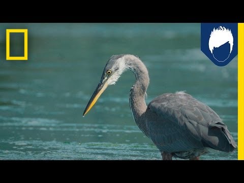 Herons Have A Secret Weapon For Catching Fish: The Deathblow | National  Geographic - Youtube