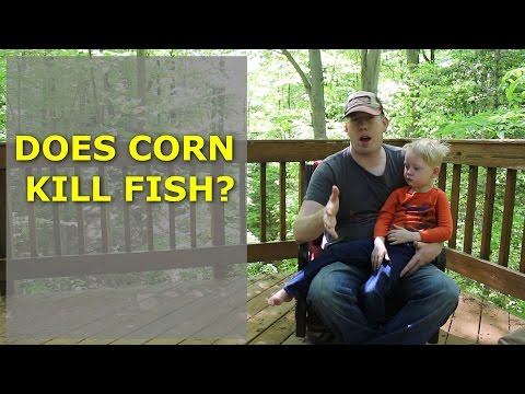 Does Corn Kill Fish? Is corn harmful to fish? Is corn a dangerous bait?