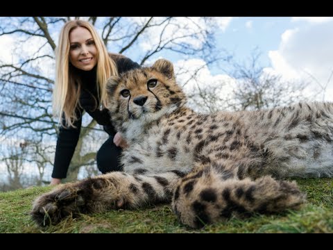 The King Cheetah - Rare And Deadly - Youtube