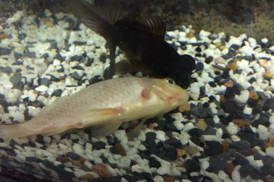 How Does Nitrite Toxicity Affect Fish? | My Aquarium Club