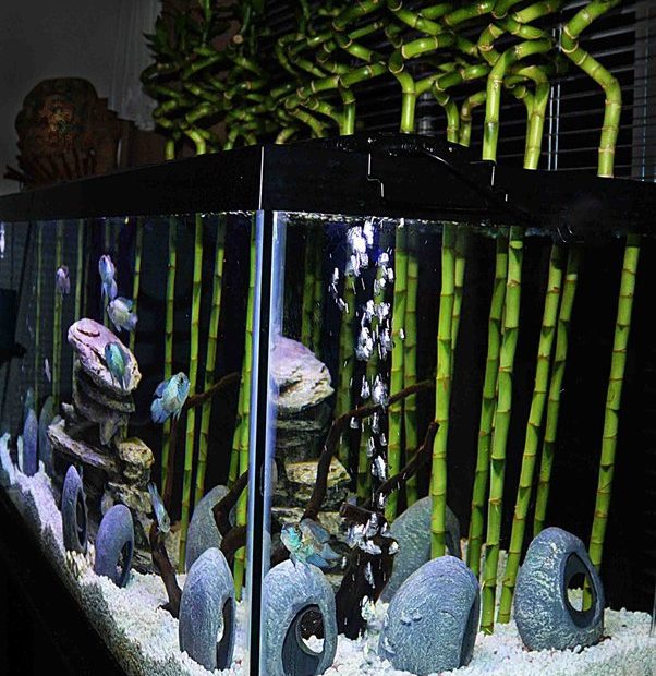 Is It Okay To Use All Plastic Plants In My Aquarium Or Do My Fish Need Some  Real Ones? - Quora