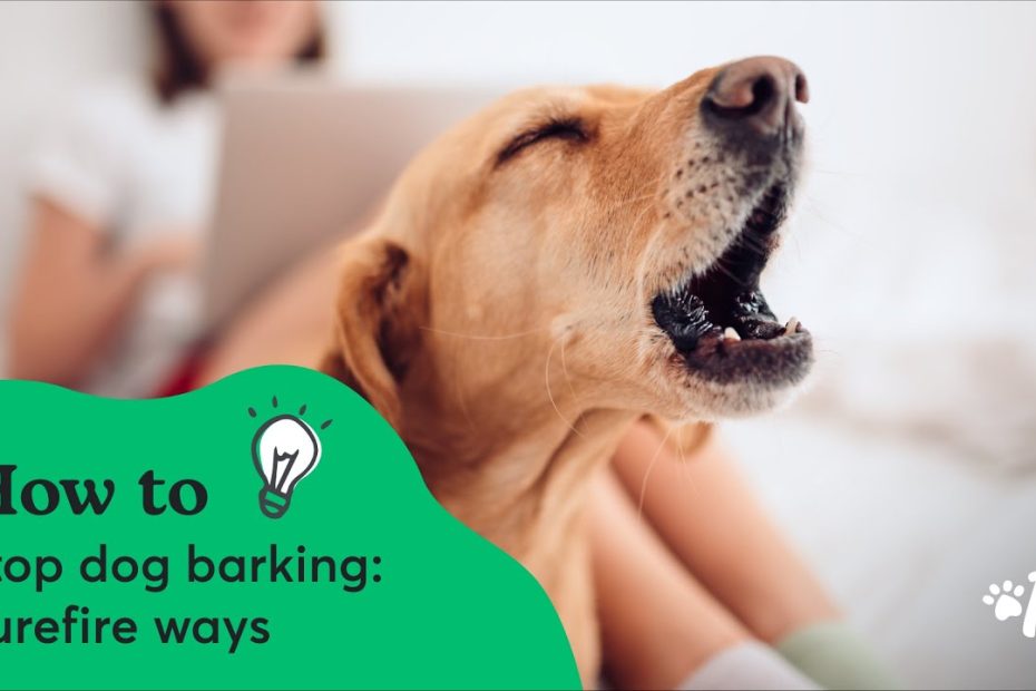 7 Ways To Stop Dog Barking Fast In Every Situation