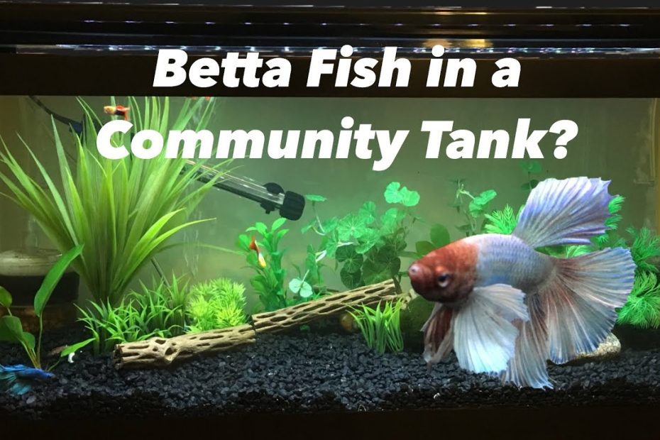 Can A Betta Fish Live With Other Fish. - Youtube