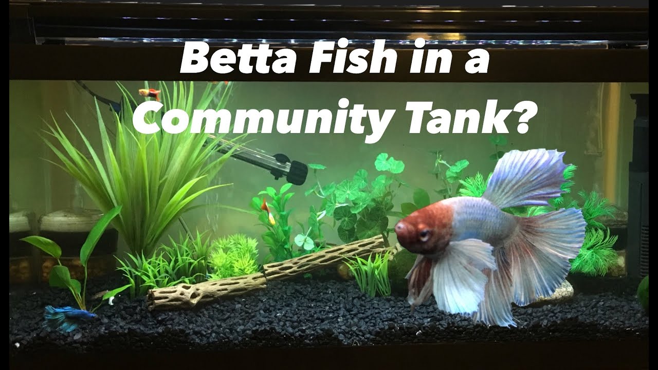 Can A Betta Fish Live With Other Fish. - Youtube