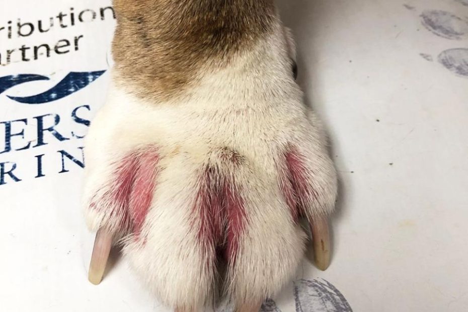 Seriously Itchy Paws - Whole Dog Journal
