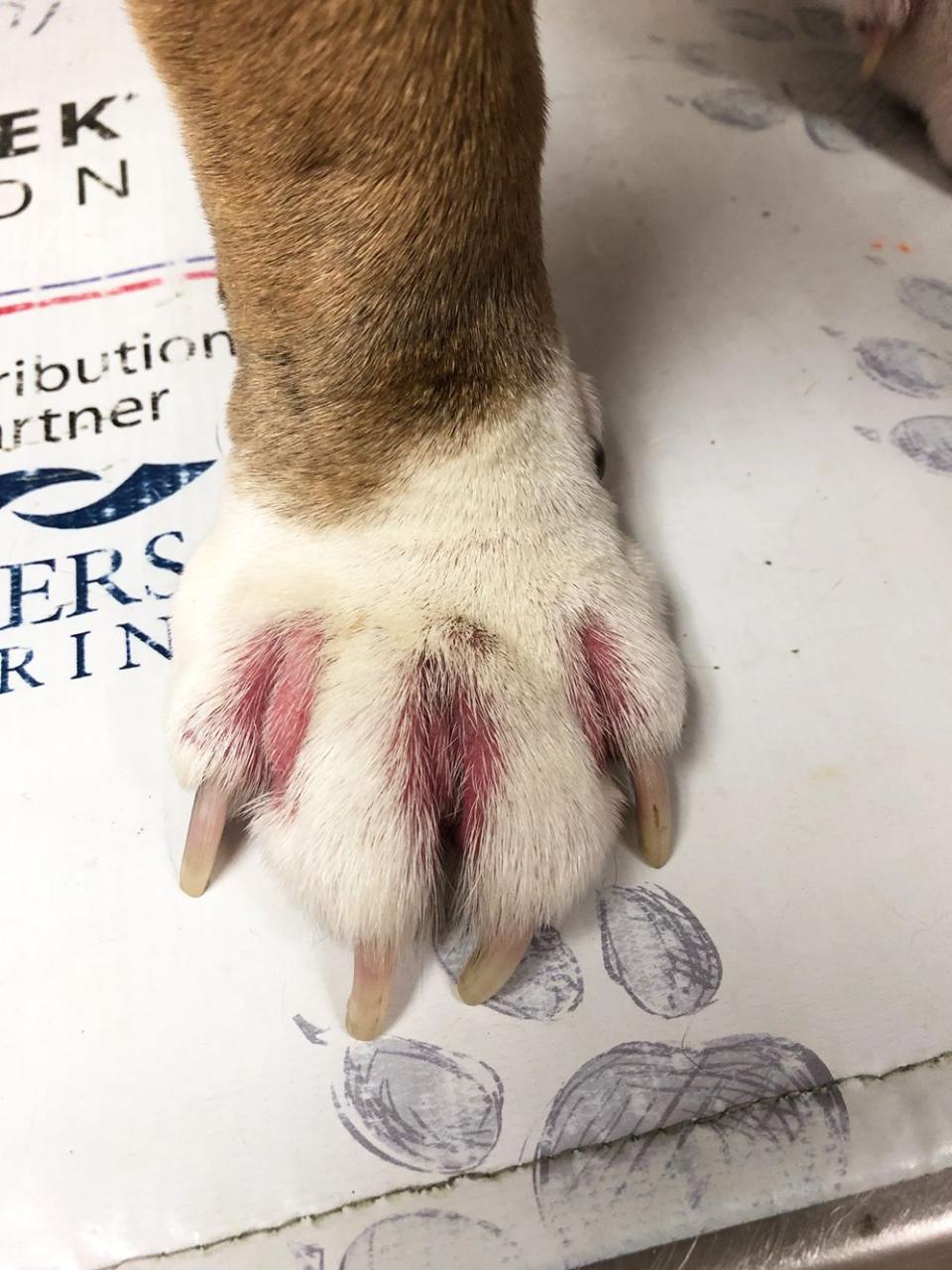 Seriously Itchy Paws - Whole Dog Journal