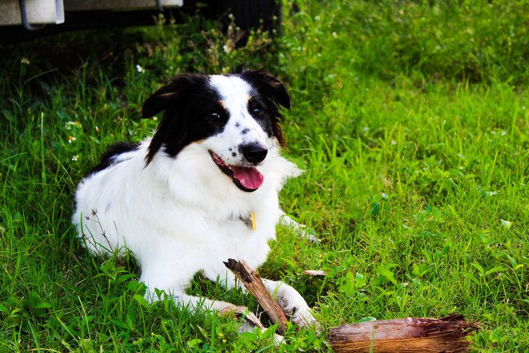 Border-Aussie (Border Collie & Australian Shepherd Mix): Pictures, Info, Facts | Hepper Border-Aussie (Border Collie & Australian Shepherd Mix): Pictures, Info, Facts | Hepper