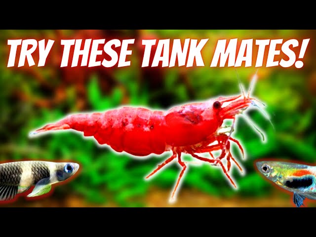 Top 5 Best And 5 Worst Shrimp Tank Mates: Fish You Can And Can'T Keep With  Cherry Shrimp - Youtube