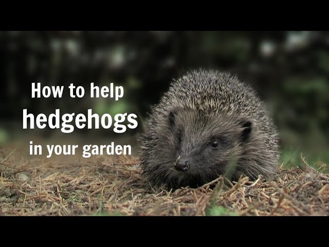 The Wildlife Garden Project - How To Help Hedgehogs In Your Garden - Youtube