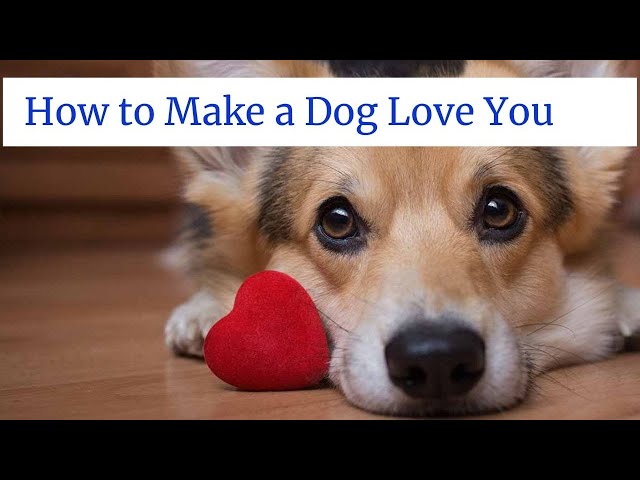How To Make A Dog Love You || How To Make A Dog Love You More Than Anyone  Else - Youtube