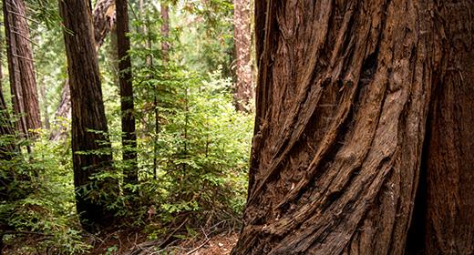 Redwood Creek Watershed | One Tam