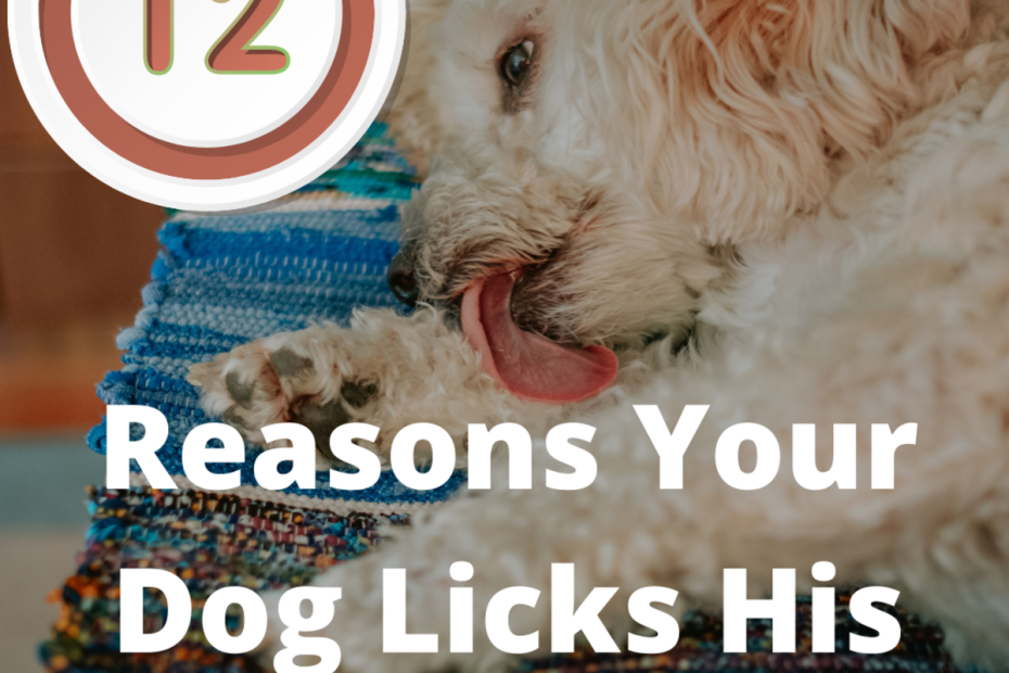 12 Reasons Why Dogs Lick Their Paws Constantly (And Excessively) -  Pethelpful